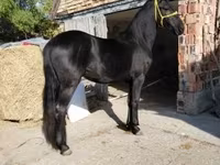 Cavalo, Friesian — foto 3