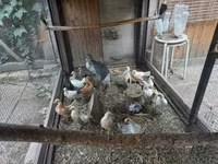 Bantam Holandês — foto 2