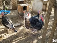 Turkeys — 2. fotó