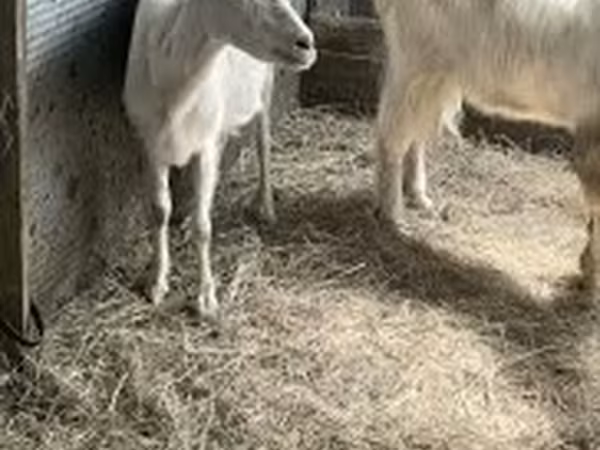 母山羊, Goats