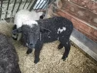 Kos, Wallis Country sheep — 4. fotó
