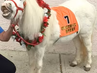 Stute, Miniature horse — Foto 4