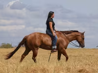 Hengst, Quarter Horse — Foto 2
