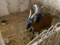 Billy Goat, Alpine goat — photo 3
