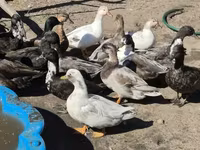Ducks — foto 1
