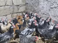 Chickens — Foto 3