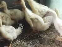 Ducks — 照片 1