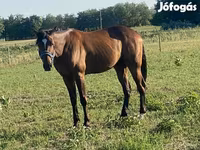 Caballo, Caballos — foto 7