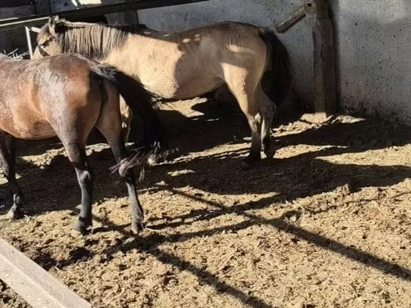 Yegua, Caballos