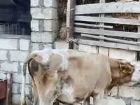Buğa, Mal-qara — foto 2