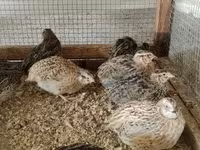 Quails — foto 8