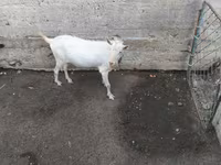 Billy Goat, Saanen goat — photo 3