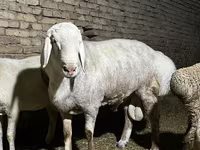 Kos, Afghan Arabi sheep — 5. fotó