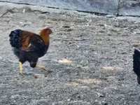 वायंडॉट — फ़ोटो 1