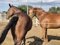 公马, Horses — 照片 1