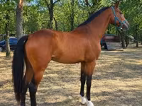 Caballo, Westphalian — foto 4