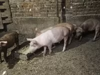 सूअर (लॉट, लिंग निर्दिष्ट नहीं), सूअर — फ़ोटो 2