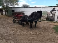 母马, Horses — 照片 1