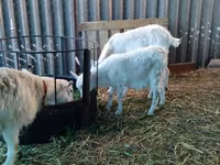 Goat, Pomellata goat — photo 3