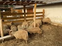 Schafe (Partie, Geschlecht nicht angegeben), Schafe — Foto 1