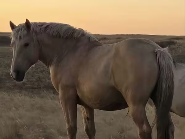 Koń, New Altai Horse