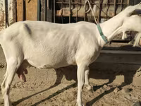 Cabra, Saanen goat — foto 1