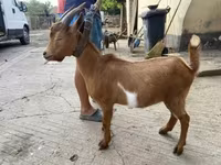 公山羊, Goats — 照片 2