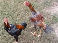 Chickens — foto 6