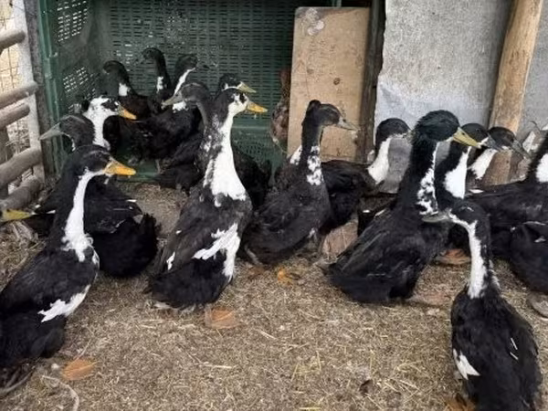 Ducks — Węgry