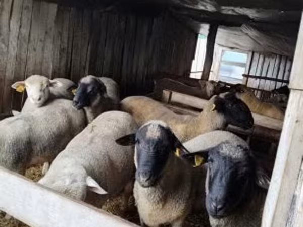 Kos, Ile-de-France sheep