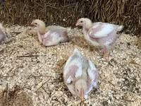 Chickens — 2. fotó