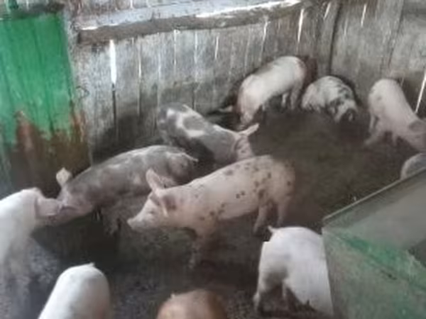 Süldőanya, Sertések — Magyarország