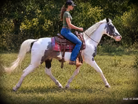 Hing, National Show Horse — 3. fotó