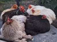 Chickens — Foto 2