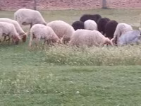 公羊, Racka sheep — 照片 4
