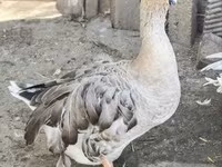 Geese — photo 1