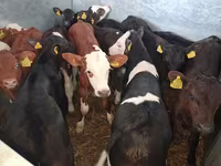 Býk, Simmental cattle — foto 7