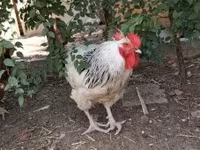 Chickens — photo 2