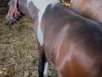 母马, Horses — 照片 8