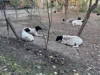 Schaf, Dorper sheep — Foto 3