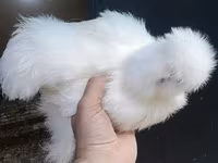 Chickens — foto 1