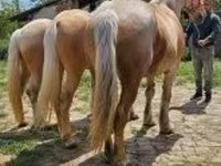 Jument, Chevaux — photo 7