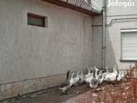 Geese — 照片 4