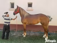 Stute, Friesian — Foto 1