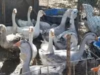 Geese — foto 3