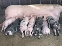 Boar, Pigs — photo 3