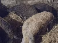 母猪, Мангалица — 照片 3