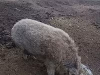 मादा सूअर, Мангалица — फ़ोटो 3