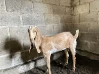 عنزة, Nubian Goat — الصورة 1