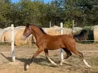 Hing, Dutch warmblood horse — 2. fotó